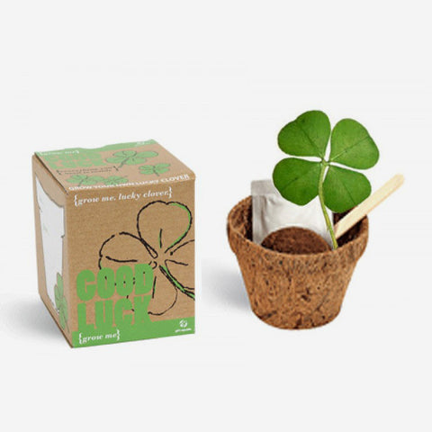 Good Luck Clover Kit