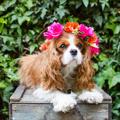 Paper Flower Crown Kit